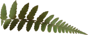 Layer: Front fern leaves