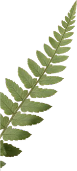 Layer: Rear fern leaves